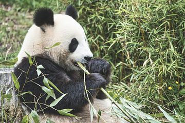 Giant panda eating bamboo. The endangered bear from Asia with black by Martin Köbsch