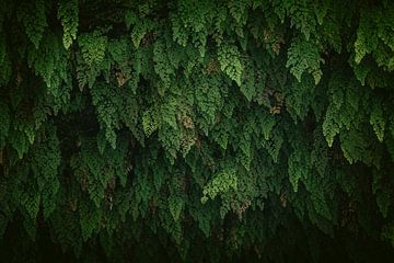 Varenmuur – Botanisch ritme in groen van Marika Huisman fotografie