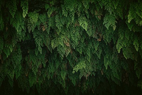 Mur de fougères - Rythme botanique dans la verdure sur Marika Huisman fotografie