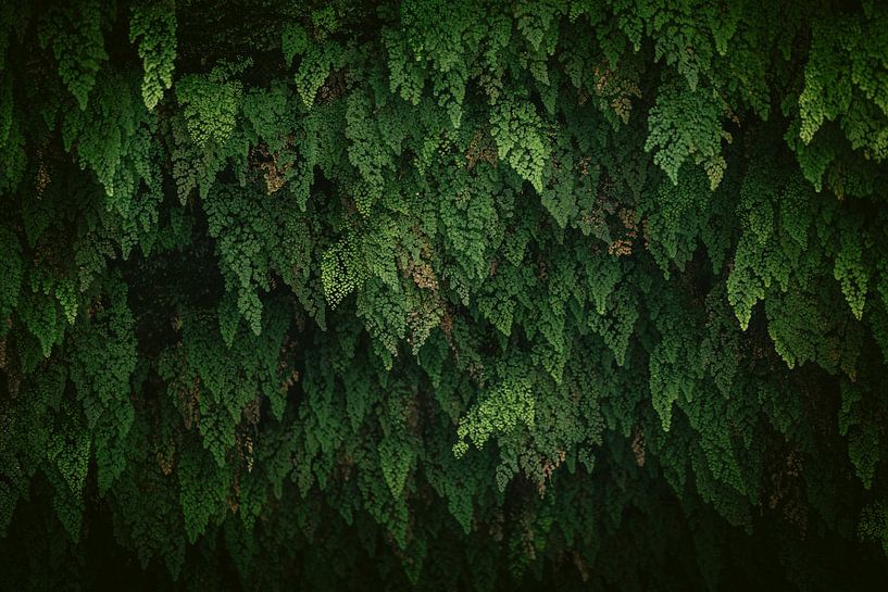 Fern wall - Botanical rhythm in greenery by Marika Huisman fotografie