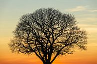 Baum bei Sonnenuntergang von Tijmen Hobbel Miniaturansicht