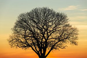 Baum bei Sonnenuntergang von Tijmen Hobbel