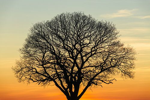 Boom tijdens zonsondergang