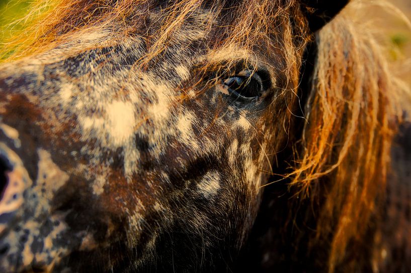 inquisitive pony by Miny'S