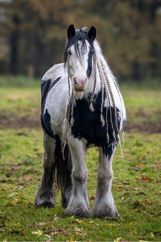 Gevlekt paard met lange vlechten