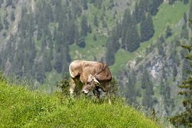 on the mountain pasture by Walter G. Allgöwer