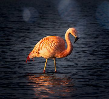 flamingo reflection by natascha verbij