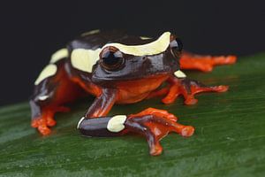Grenouille clown (Dendropsophus leucophyllatus)
