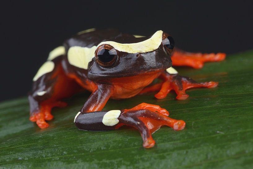 Clownfrosch (Dendropsophus leucophyllatus) von Ronald Pol