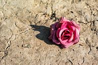 Diese Rose geht nicht unter. von Amber de Jongh Miniaturansicht