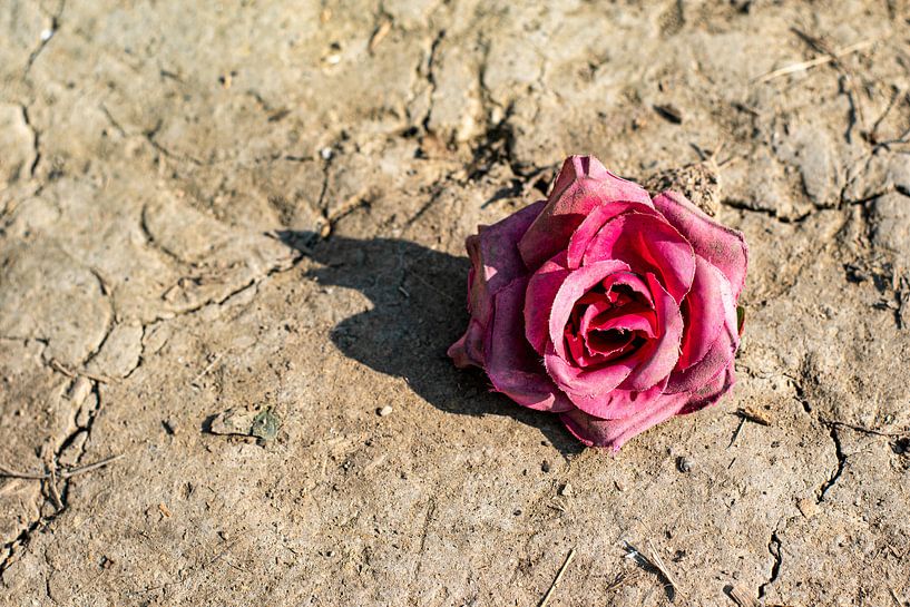 Diese Rose geht nicht unter. von Amber de Jongh