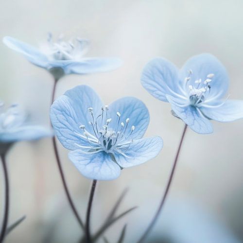 Zarte blaue Blumen