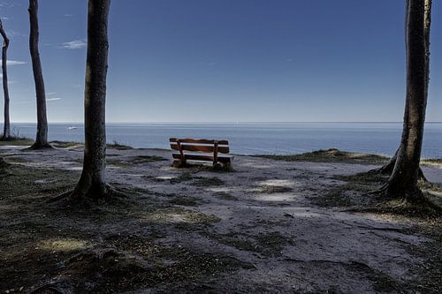 Ghost forest Nienhagen