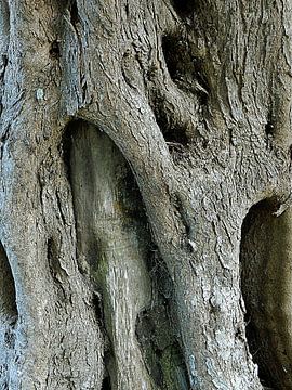 Trunk Of Old Olive Tree