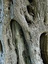 Trunk Of Old Olive Tree by Dorothy Berry-Lound thumbnail
