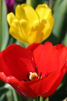 Tulips