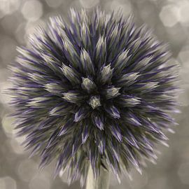 Ein Quadrat mit einer runden Kugeldistel von Marjolijn van den Berg