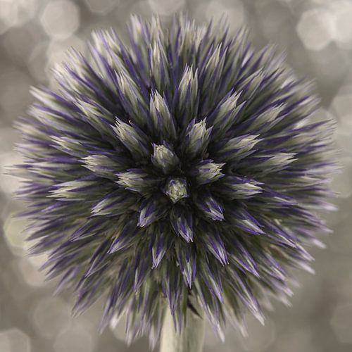 Een vierkantje met een ronde Kogeldistel