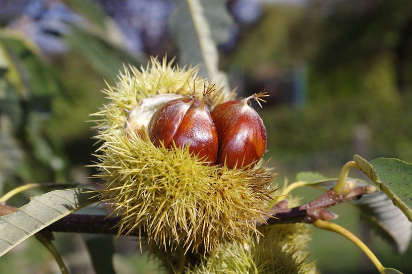 Chestnuts by Berthold Werner