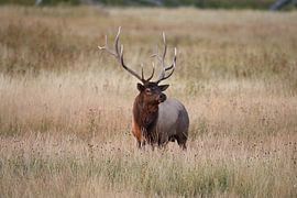 Elk (Wapiti), Cervus elephas, Yellowstone National Park, Wyoming by Frank Fichtmüller
