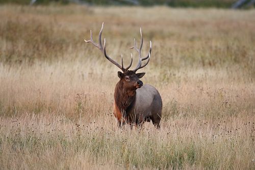 Eland (Wapiti), Cervus elephas, Yellowstone National Park, Wyoming