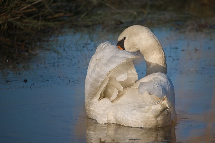 Schwan im Teich von Joran Quinten