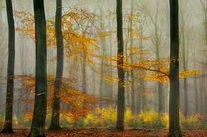 Autumn. sur Piet Haaksma