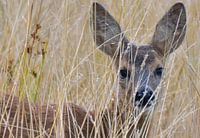 Ree in gras