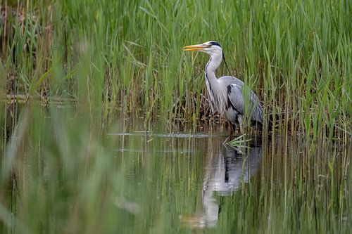 Heron in water