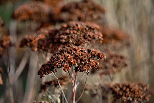 getrocknete braune Blumen im Frühling