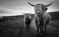 Schotse Hooglanders van Tim Kreike thumbnail