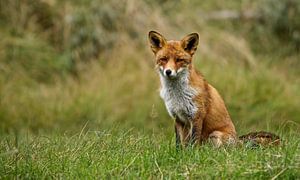 renard  sur Rando Kromkamp