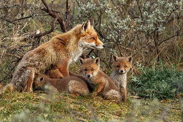 Family fox by Dennis Schaefer