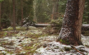 Winter forest. by René Jonkhout