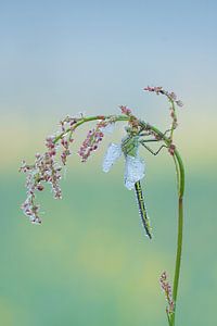 Libelle im Morgentau