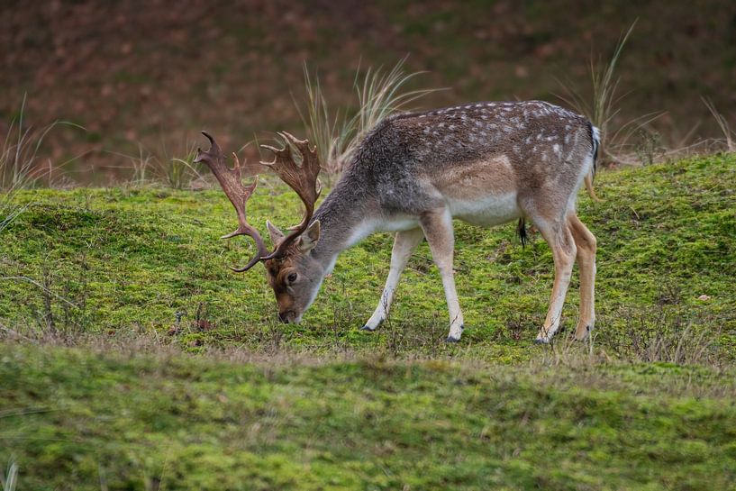 Damhirsch Amsterdamse Waterleidingduinen von Merijn Loch