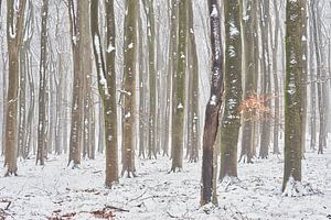 Schnee in einem nebligen Buchenwald