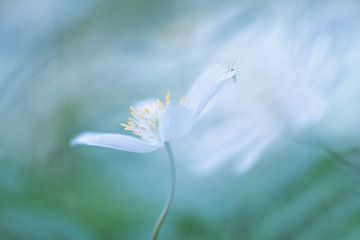 anemone by Francis Dost