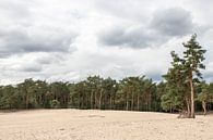 Sahara from Ommen by Alma Rutten thumbnail
