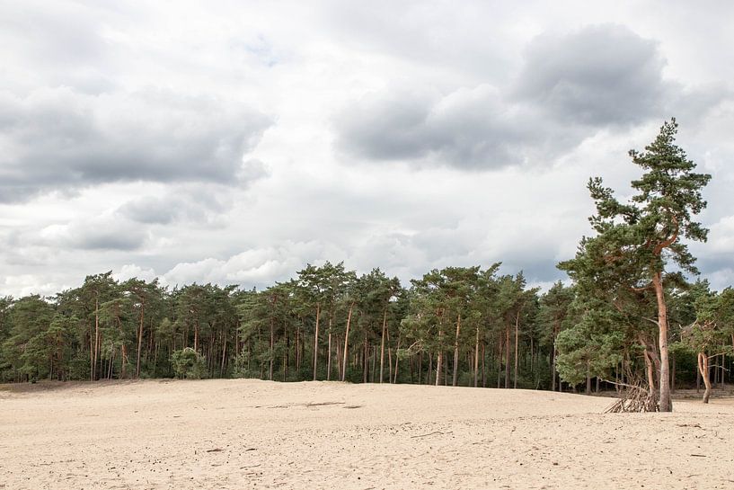Sahara from Ommen by Alma Rutten