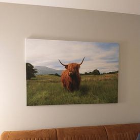 Kundenfoto: Schottisches Hochlandrind (Highlander) von Marly Tijhaar, auf leinwand