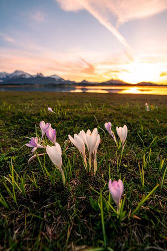 Krokusbloesem aan de Hopfensee bij zonsondergang