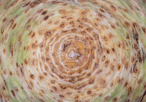 Abstracte macrofoto van een selderij