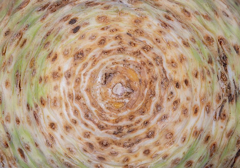 Photo macro abstraite d'un céleri par ManfredFotos