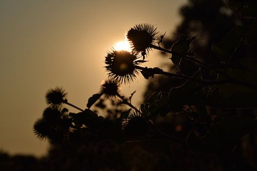 Silhouettes of thistles during the golden hour