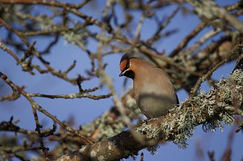 Les Sidensvans dans l'espace public