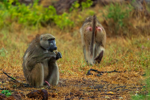Chacma Baboon Eating in Grass with Another Walking Away