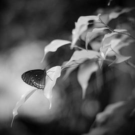 That fleeting moment