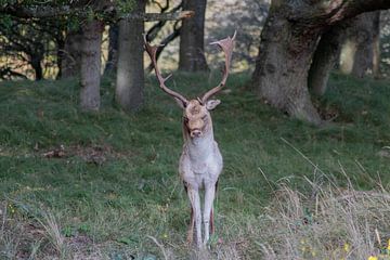 De belles photographies d'animaux aux Pays-Bas