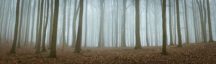 Mysterious forest by Tobias Luxberg
